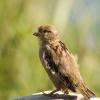 House Sparrow